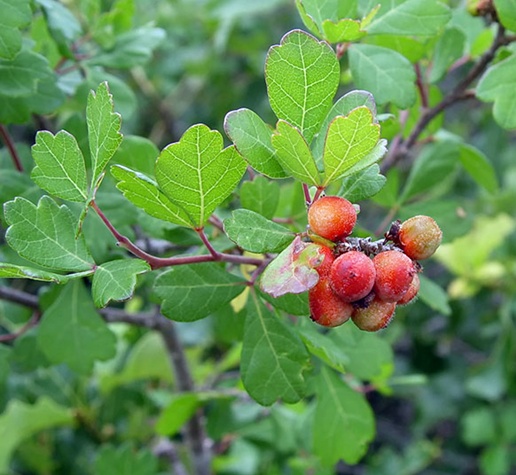 Skunkbush Berry Berries (Rhus trilobata) in Alberta