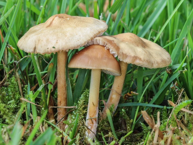 Fairy Ring Mushroom (Marasmius oreades) in British Columbia