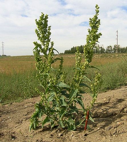 garden-orache-atriplex-hortensis-in-ontario